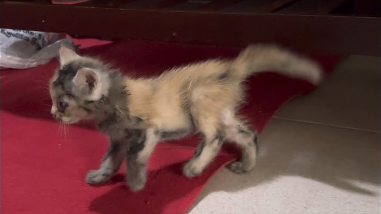 Save a lame kitten from the road