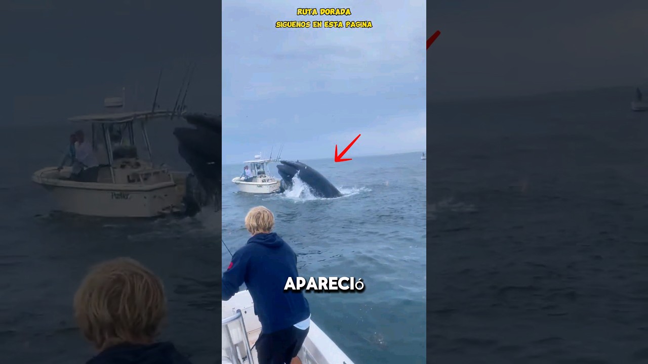 PESCA IMPACTANTE: &iexcl;Ballena gigante arrasa con barco!