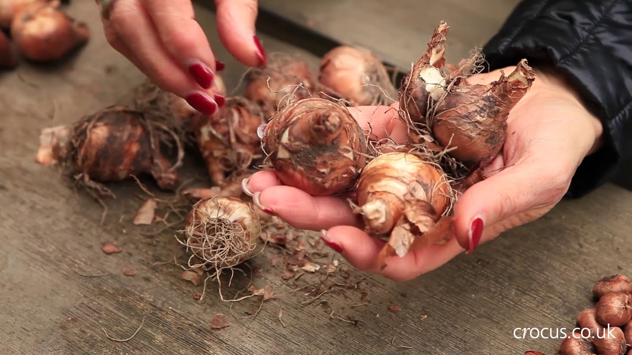 Easy bulbs for 6 months of colour