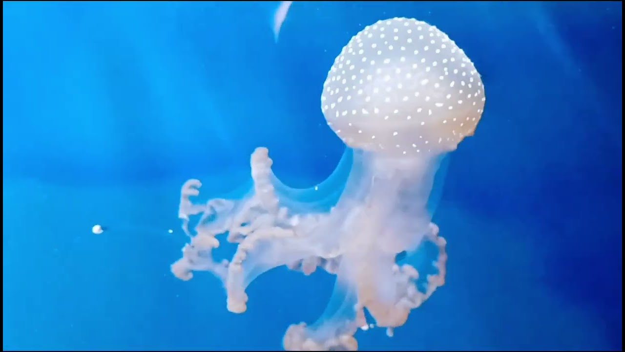 akwarium Genui, Włochy#akwarium #oceanarium #italy