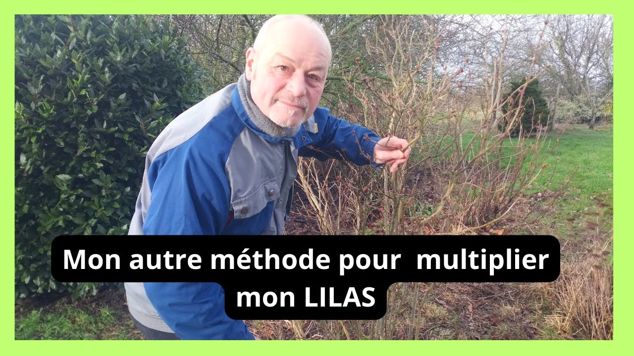 Mais pourquoi le lilas se bouture mal  ?