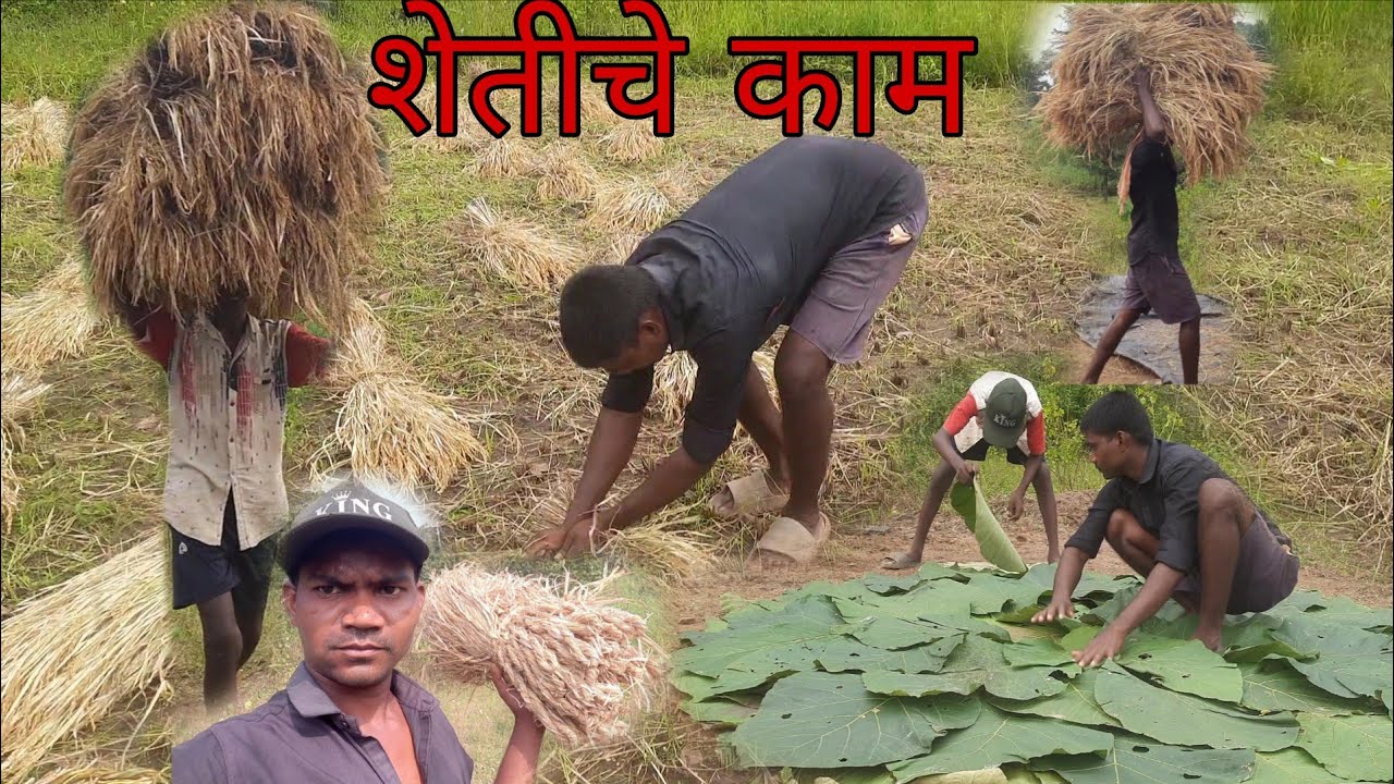 गावाकची भात कापणी 🌾Gavakachi Bhat Kapni ✌️ भात कापायची आणि बांधण्याची पद्धत / Rais kating