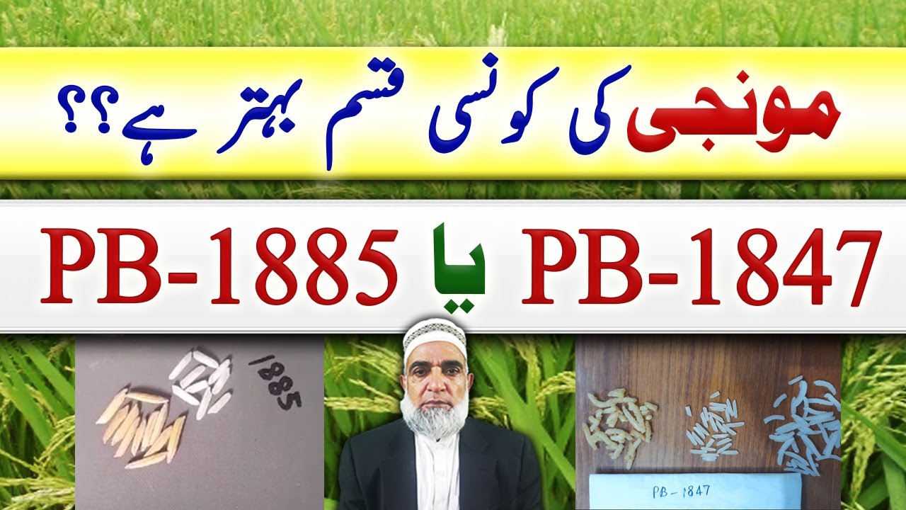 Comparison of Two Rice Varieties || PB-1885 Vs PB-1847 || Crop Reformer