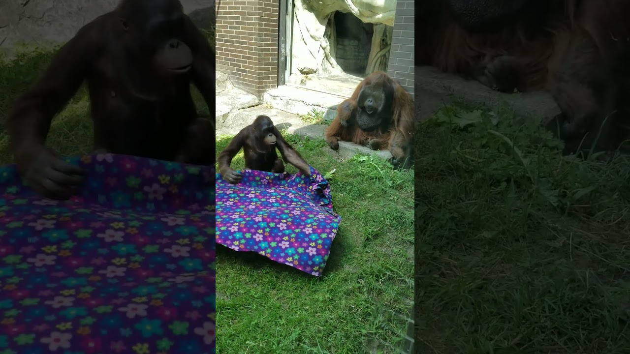 Orangutan playing with his dad