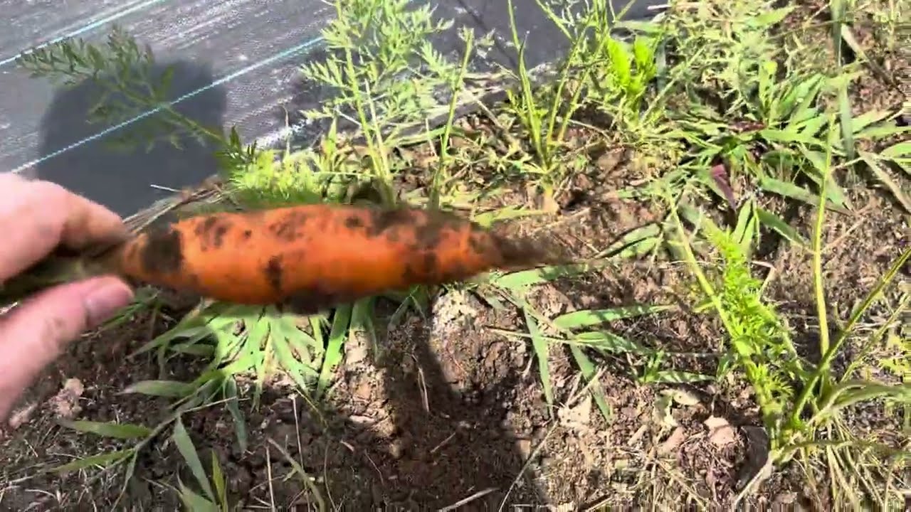 Oct 24th Garden Tour - 2 Weeks Post Frost