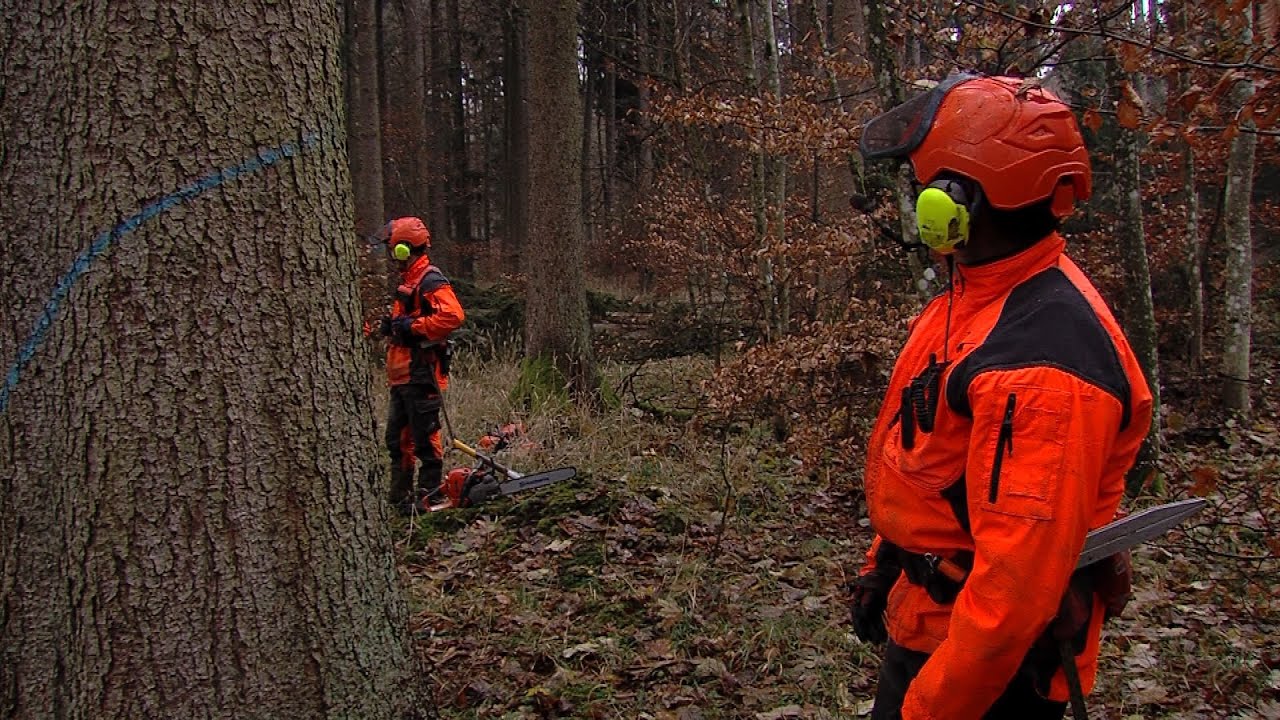 Wie Bäume gefällt werden und wie der Wald auf den Klimawandel vorbereitet wird