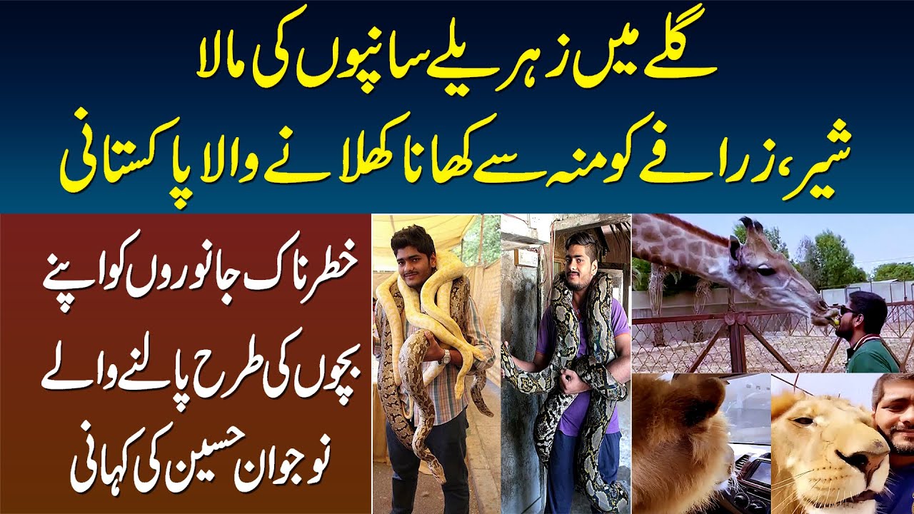 Galay Me Saanp Ki Maala, Lion Aur Zarafa Ko Apne Mun Se Khana Khilane Wala Pakistani