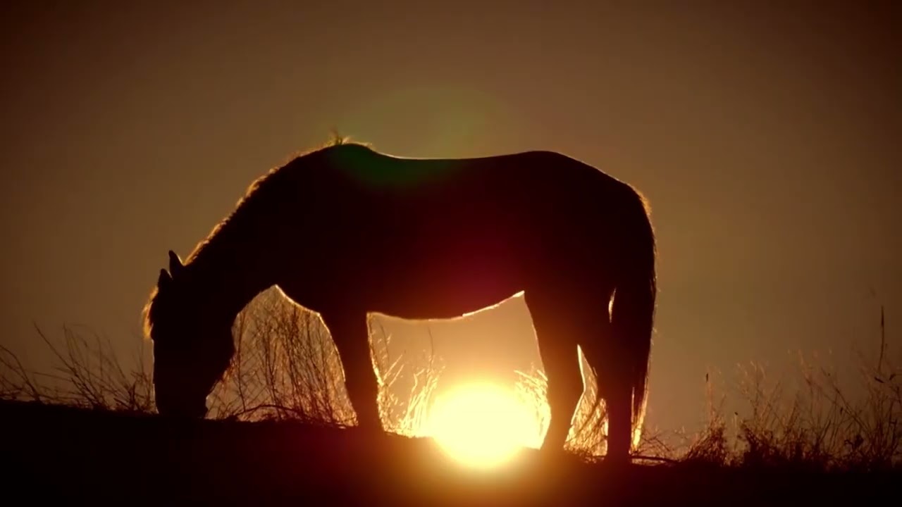 MAJESTIC HORSES BEAUTIFUL RELAXING MUSIC | 7 Min Ethereal Background Video for Study, Sleep, Calm