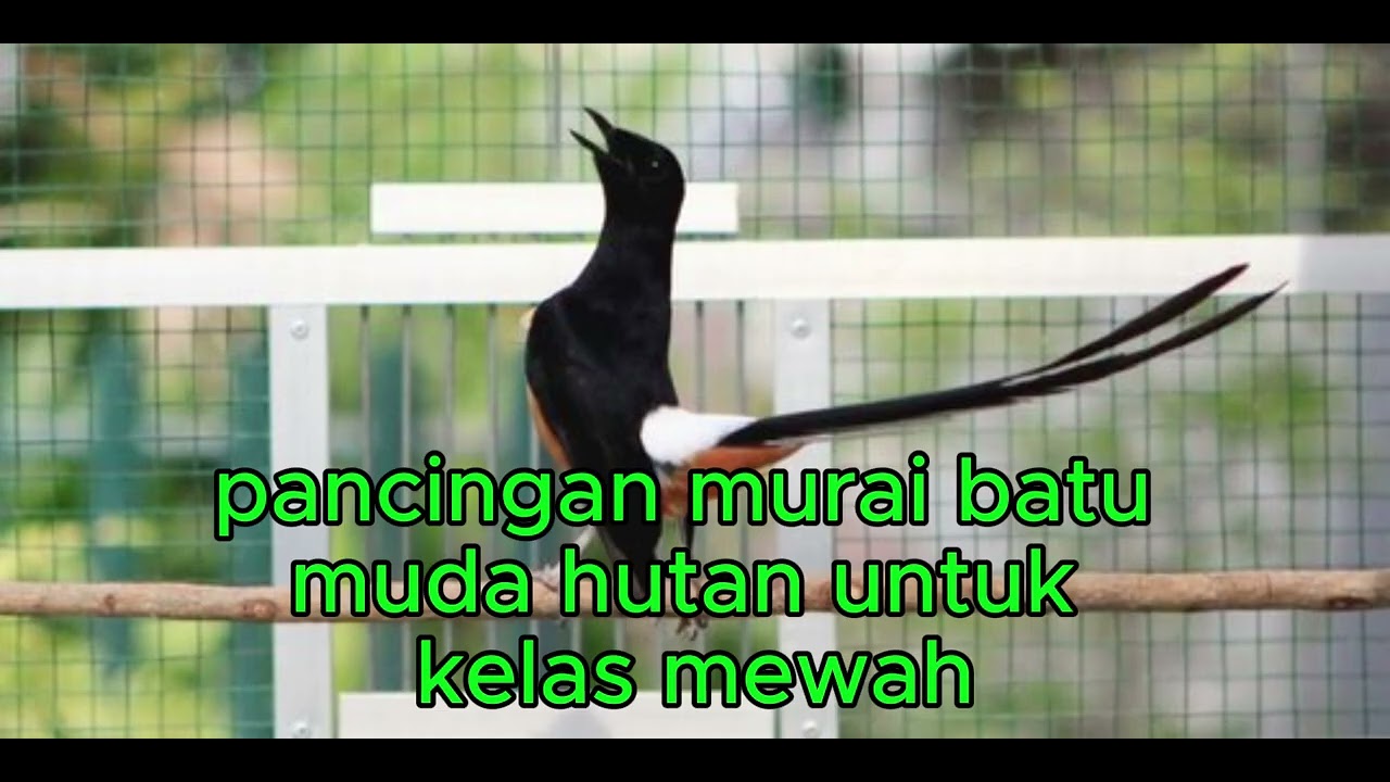MURAI BATU HUTAN KHUSUS UNTUK PASTOL YANG BERSUARA MEWAH