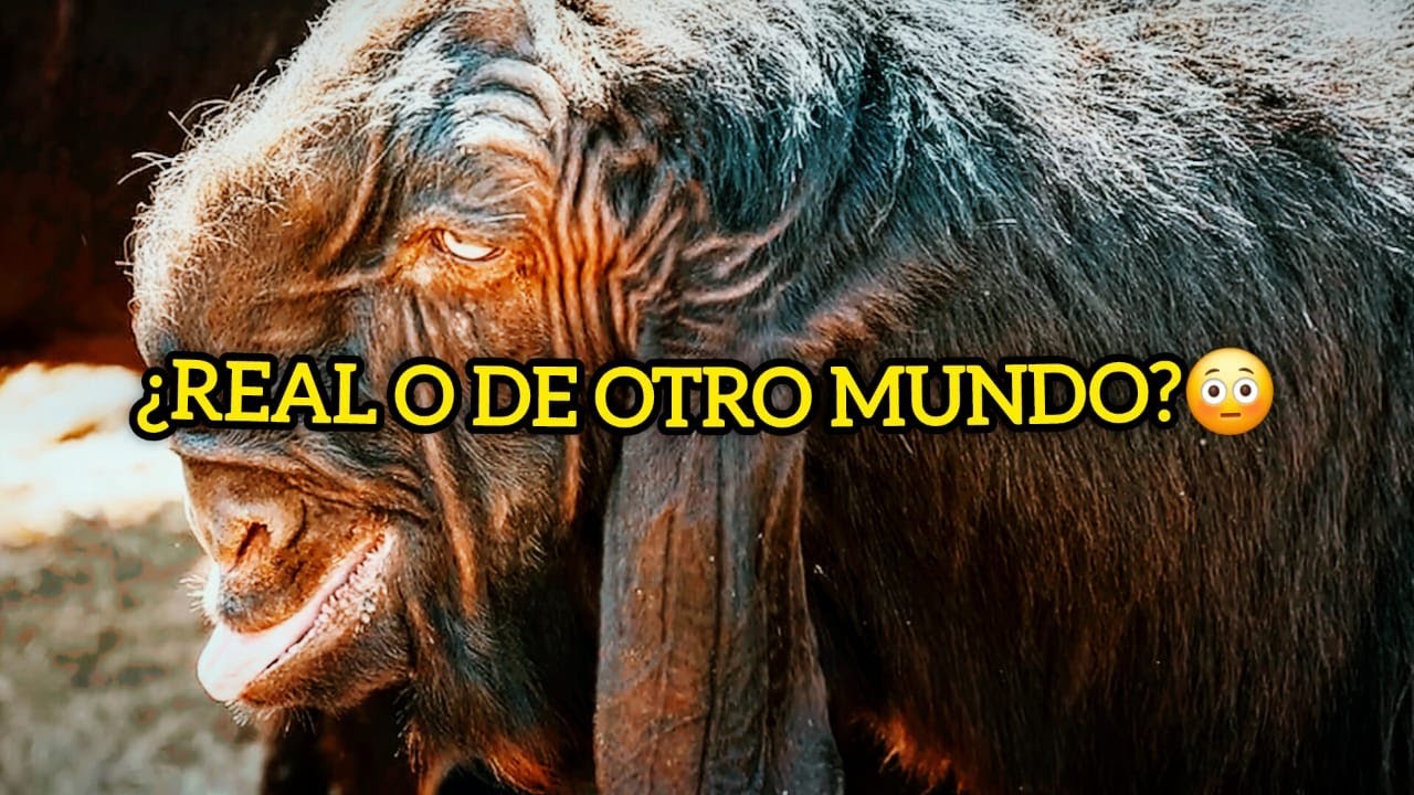 La Cabra Que Parece de Otro Mundo | Cabra de Damasco, Una Especie &Uacute;nica 🐐😳