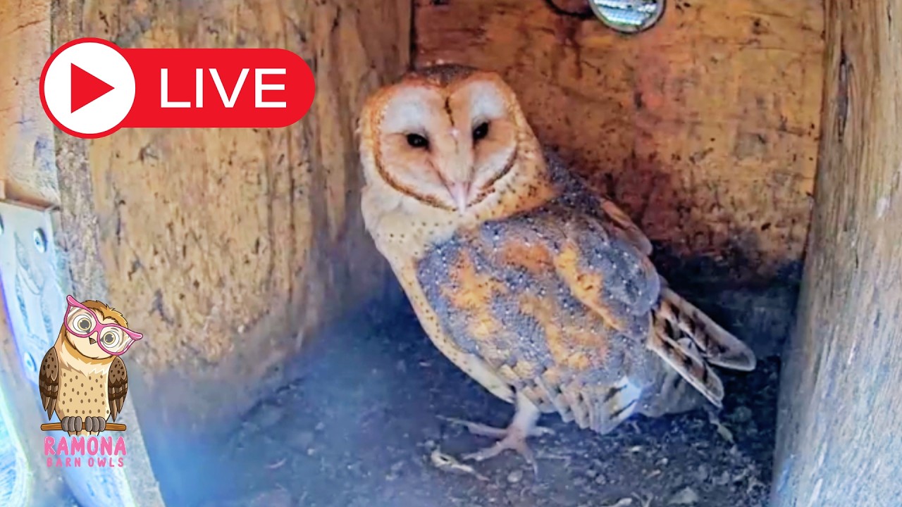 Ramona Barn Owl Live Stream
