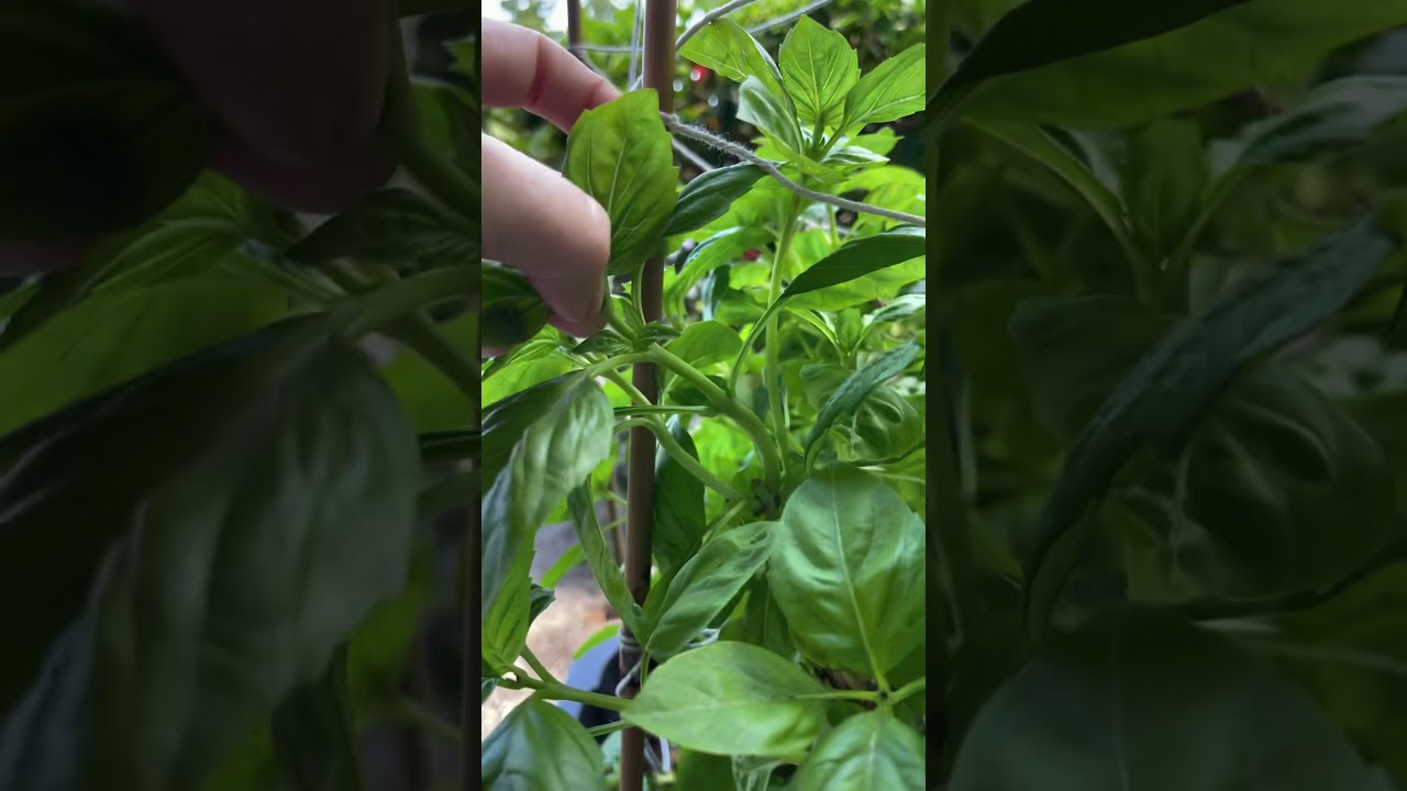 Discover the Simple Steps to Basil Propagation