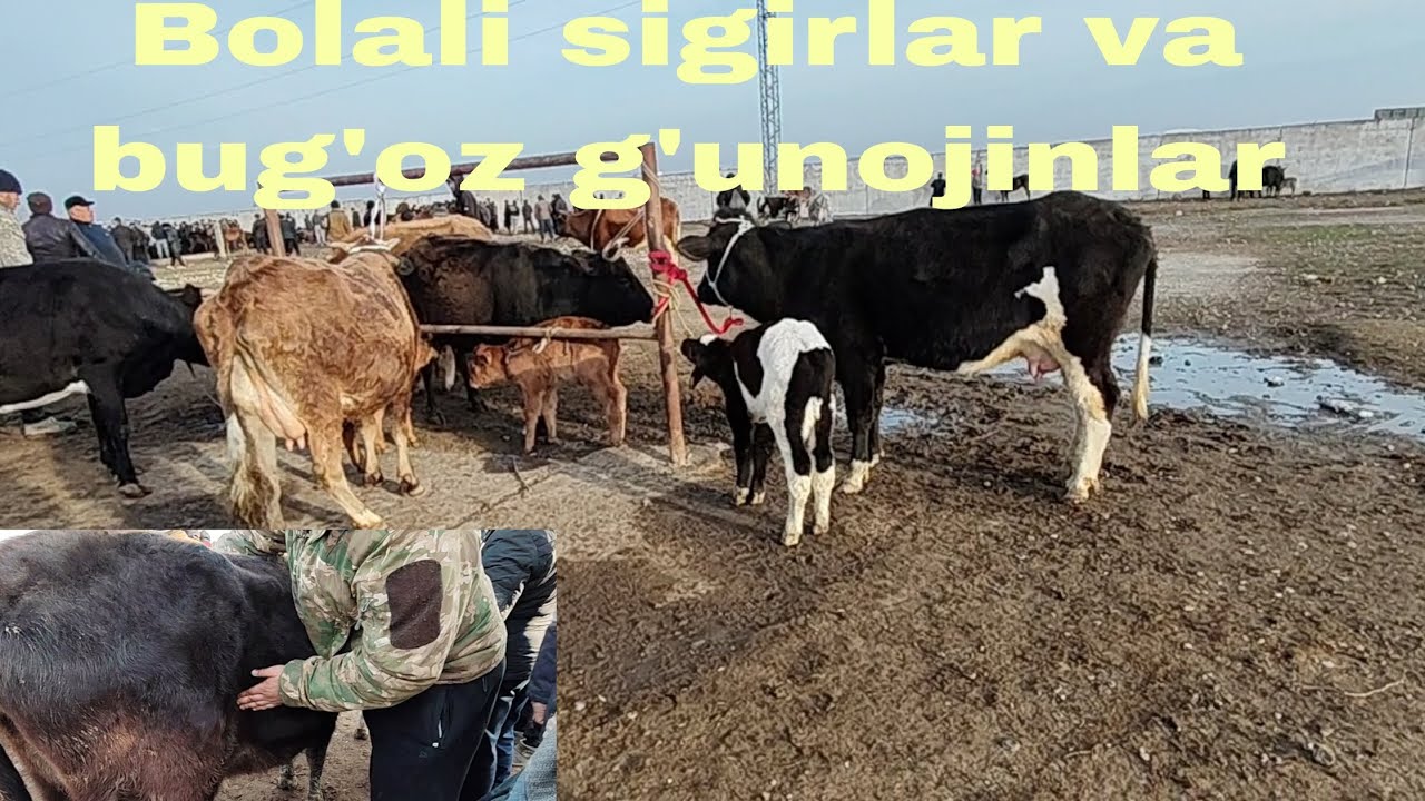 Pahtakor tumani mol bozori