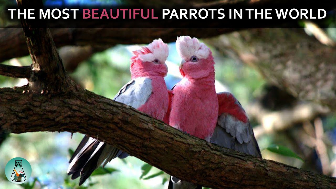 Top 10 Most Beautiful Parrots In The World