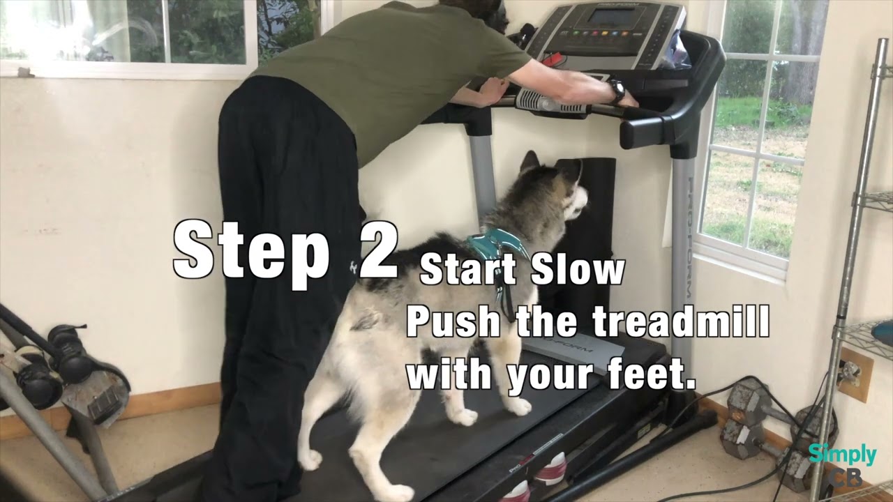 How to get your dog to run on the treadmill step by step.