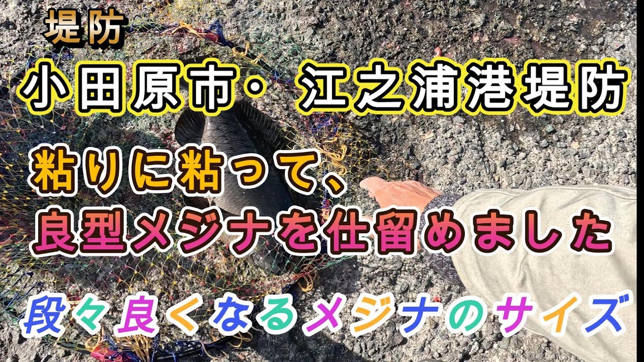 小田原市江之浦港でのメジナ釣り~段々サイズがよくなりました