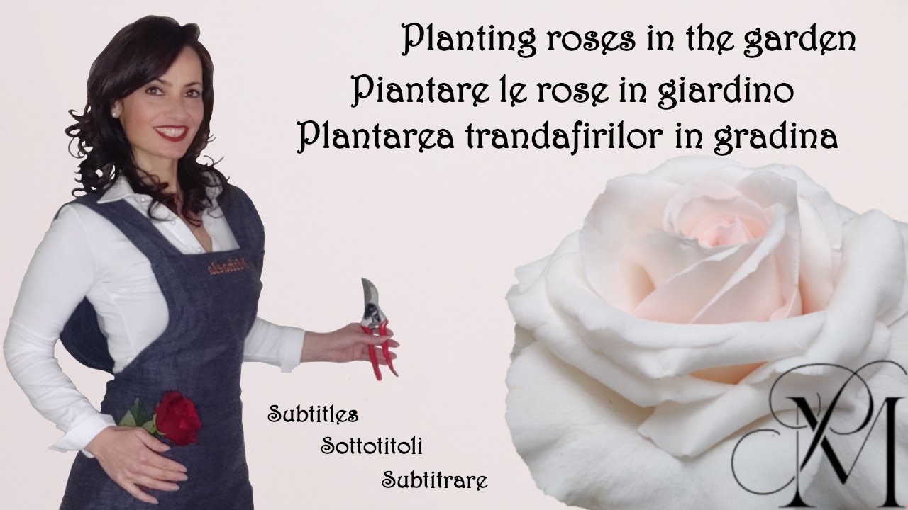 Piantare le rose in giardino - quando, come e che terriccio utilizzare