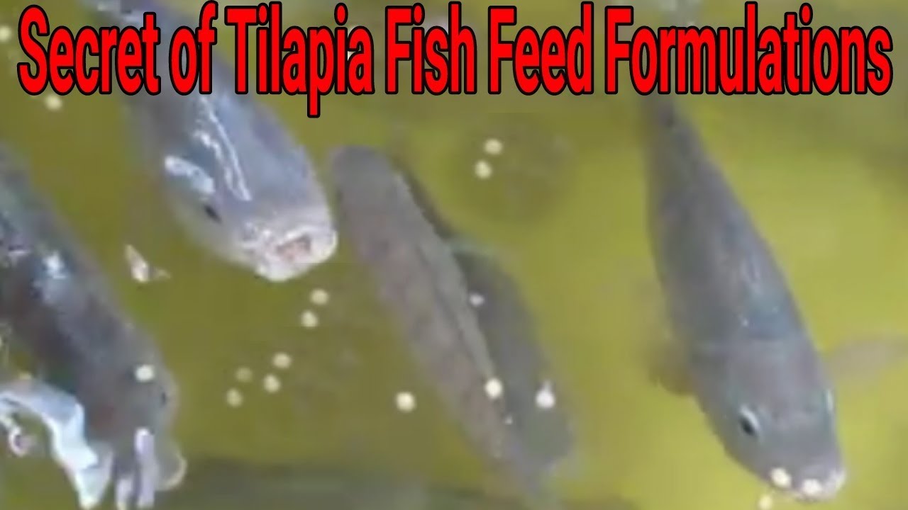 On Farm Tilapia Fish Feed Formulations
