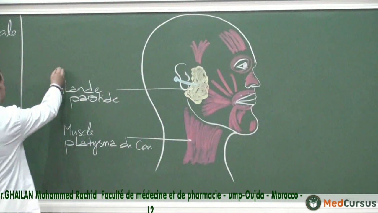 L'Innervation Faciale - Partie 2 - Pr. GHALAN  Mohammed Rachid  fac de médecine oujda morocco