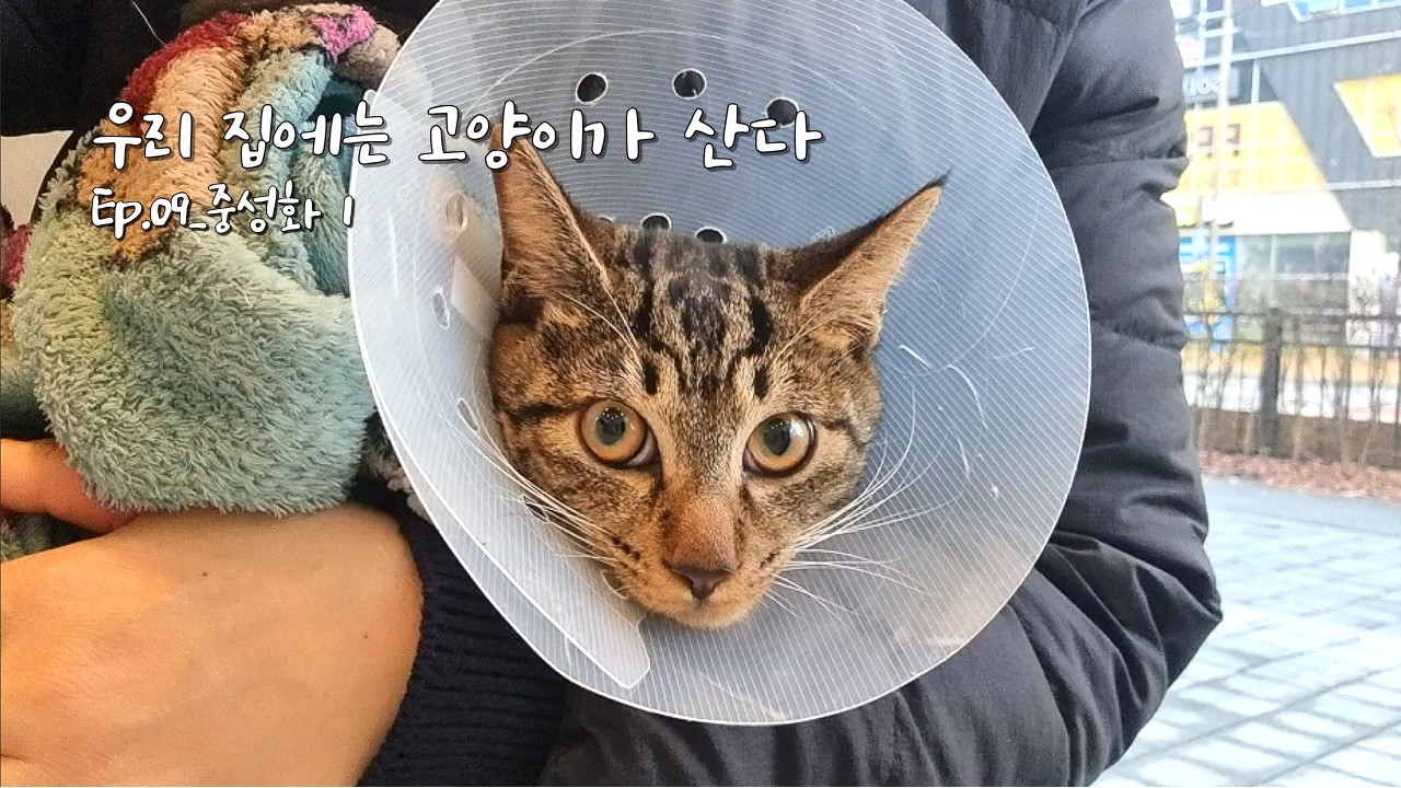 미안해, 빨리 낫자! ㅠㅠ Ep.9_중성화1 #고양이 #중성화수술 #공원냥 #길냥이 #모리