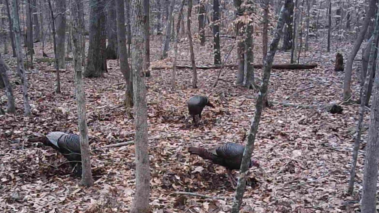 Trail Cam Tuesday, March 3rd, 2026