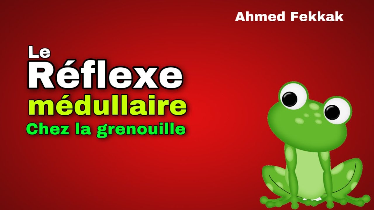 Mise en &eacute;vidence des &eacute;l&eacute;ments du Reflexe m&eacute;dullaire 3&egrave;me ann&eacute;e Coll&egrave;ge