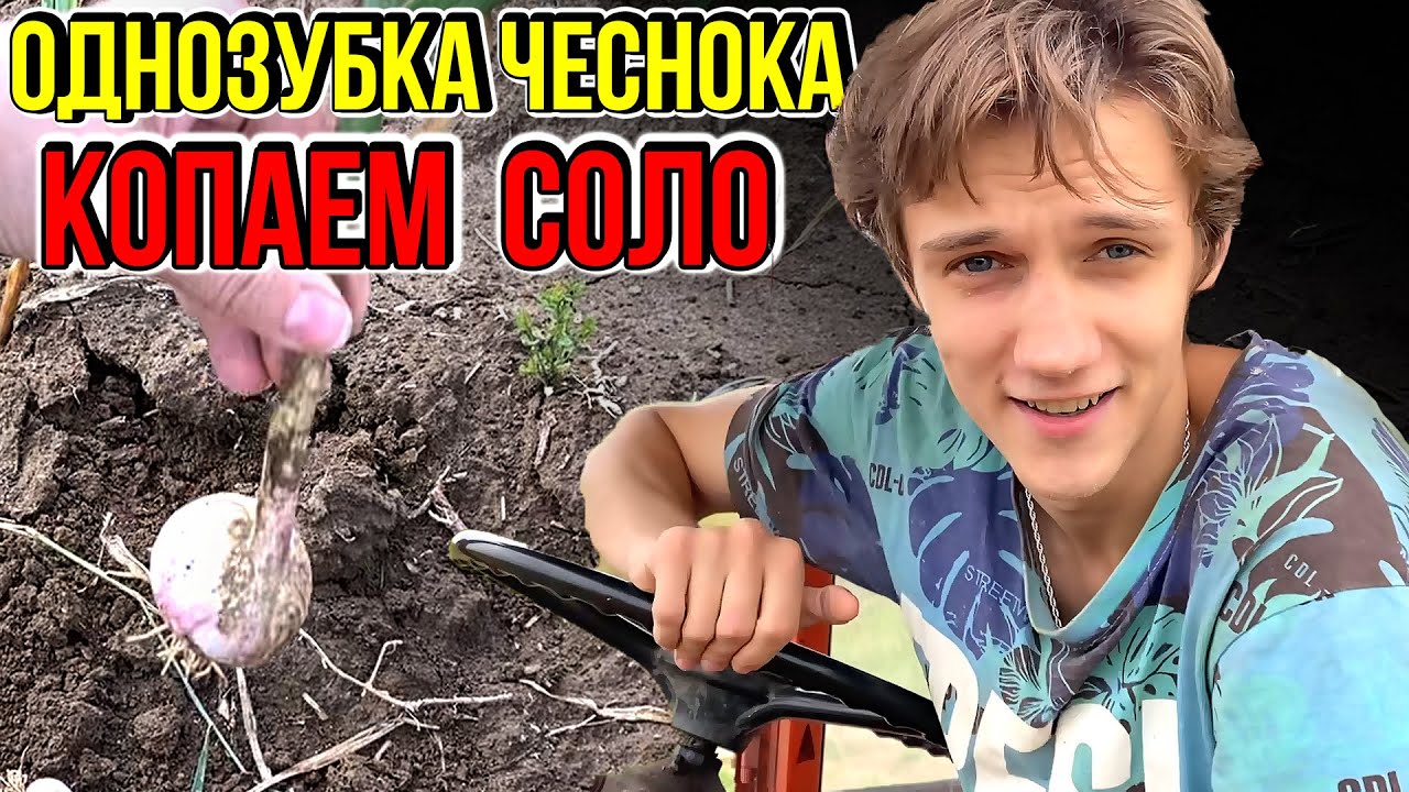 Как вырастить СОЛО - ложную однозубку чеснока