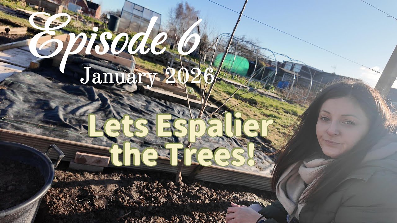 Episode 6 - Finally getting the fruit trees tied in