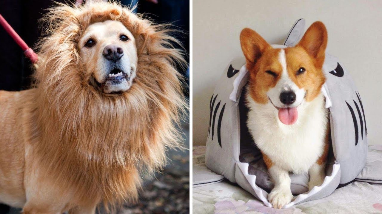 Top 8 Cool Dog Gadgets 2020 - Inspire Uplift Trending