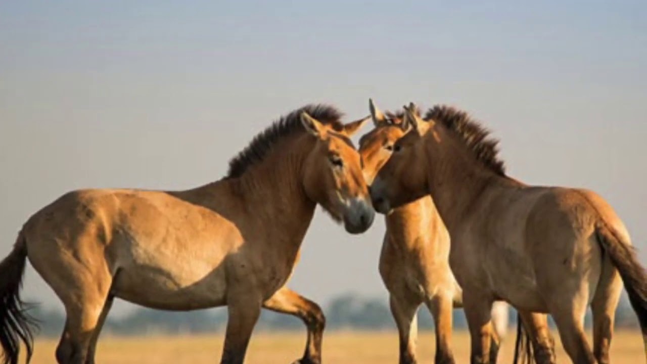 The Horse in Ancient Persia