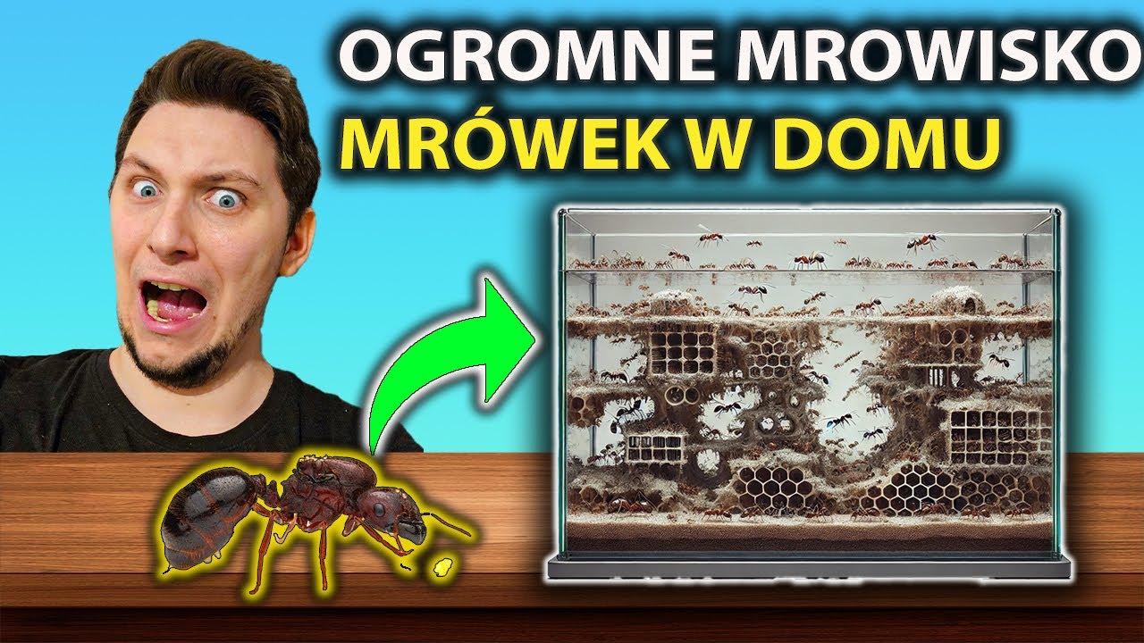 ‼️OGROMNE MROWISKO W DOMU‼️🤯🤯