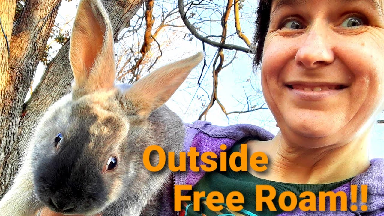 Rabbits Live On Pasture With Chickens? | Rabbits Free-range Outside