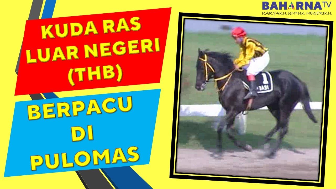 PACUAN KUDA THOROUGHBRED!! THB INDONESIA!! SERU BANGET!! RAS KUDA LUAR NEGERI
