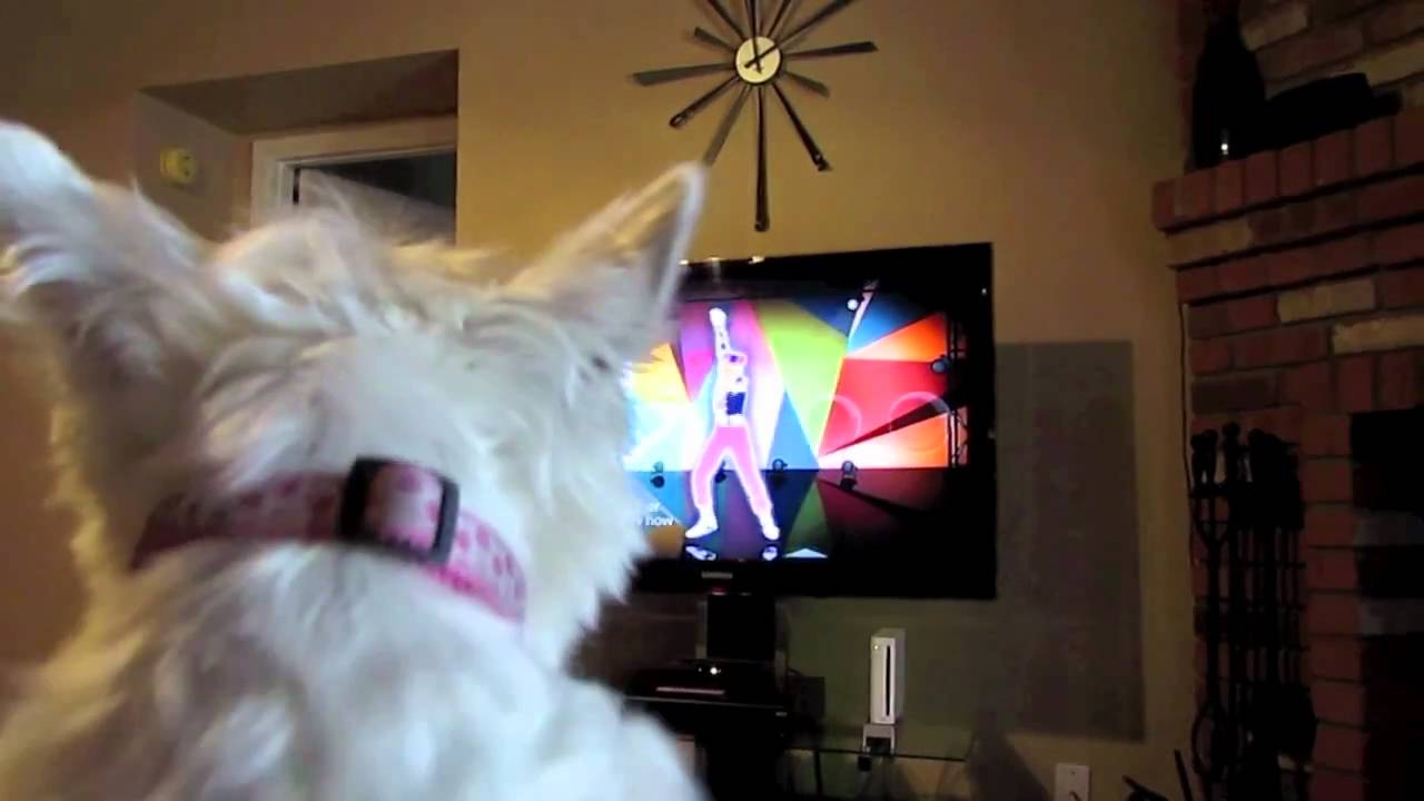Westies Home Alone
