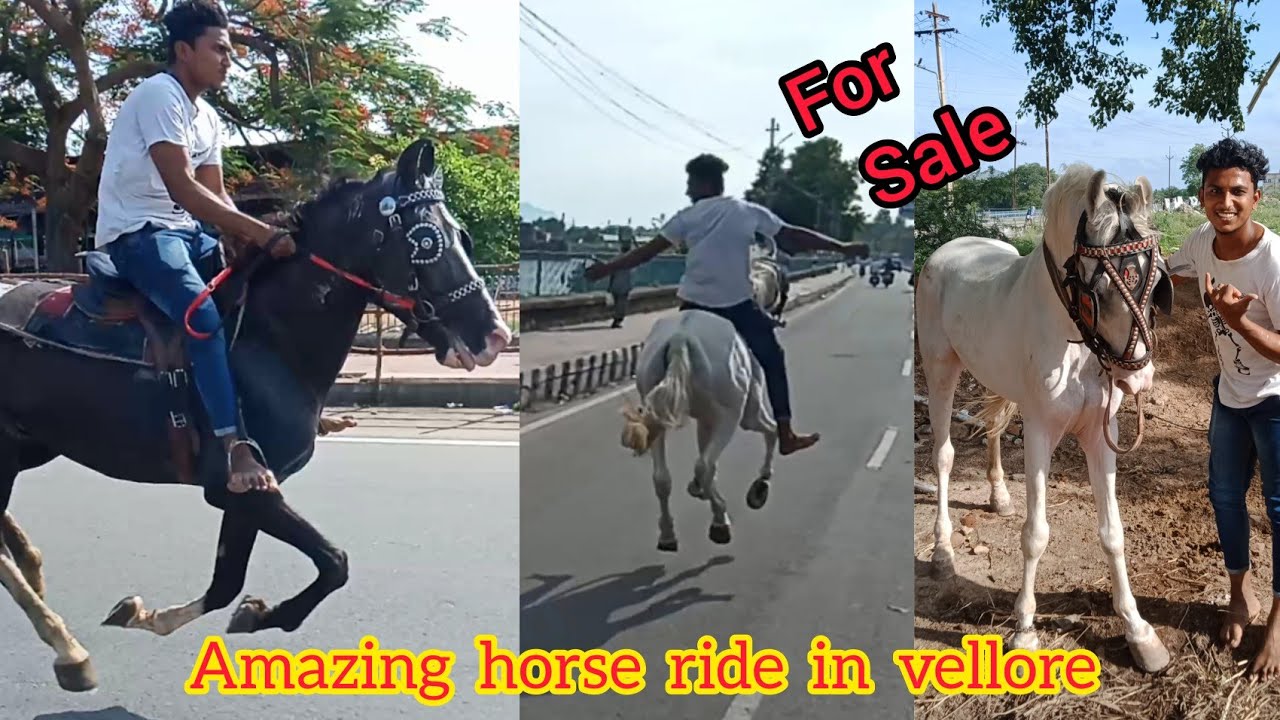 Kathiawari sanjab horse for sale in vellore | கதியாவாரி சஞ்சாப் குதிரை விற்பனைக்கு உள்ளது