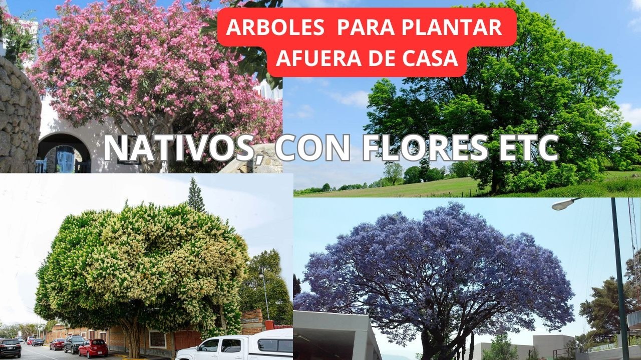 4 ARBOLES QUE TENGO AFUERA DE CASA, CRECEN RAPIDO Y FACILES DE CONSEGUIR