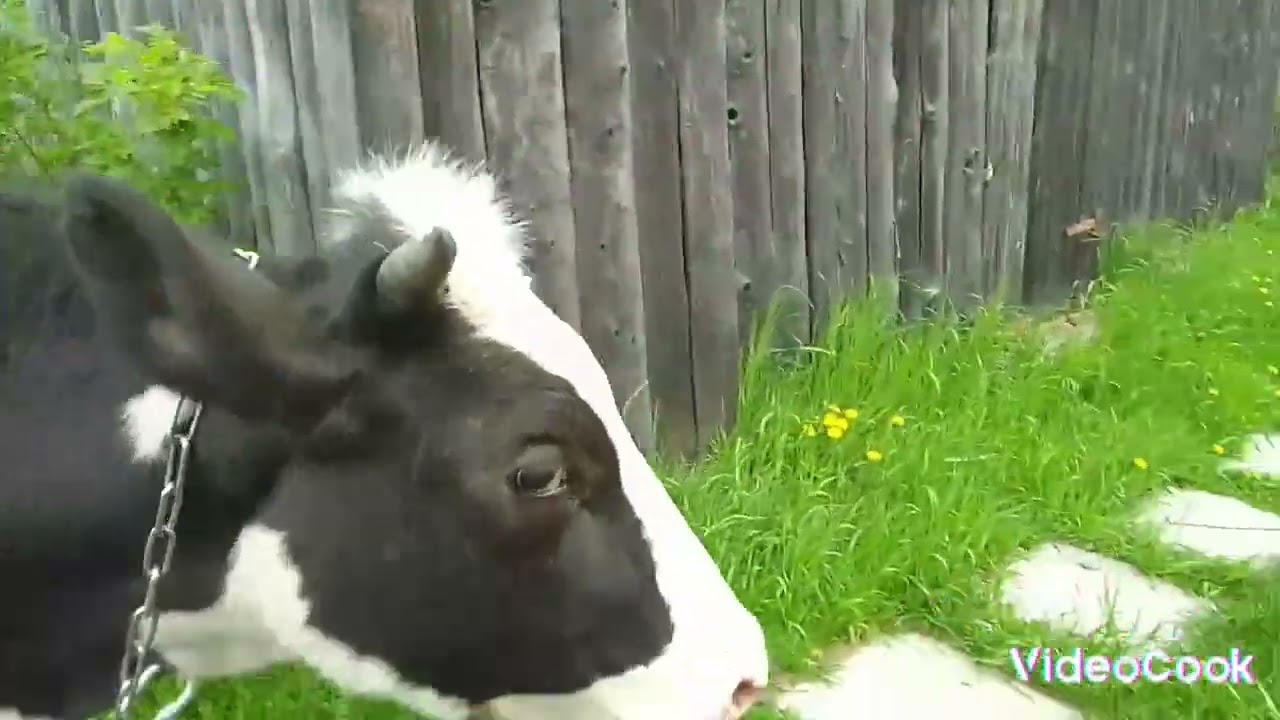 💐Пасхальные дни 🐄часть 3🐮(Корова Берта на выгуле!)