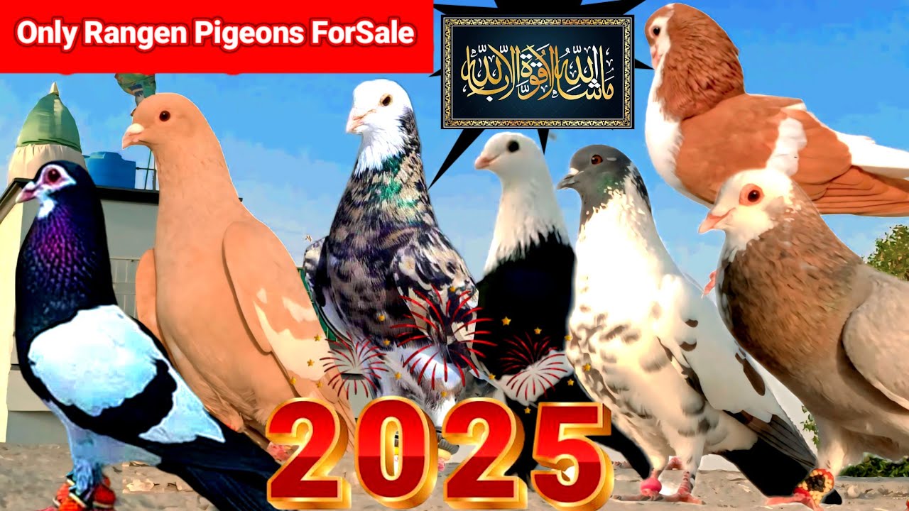 Rangen Kabootar ForSale | Beautiful And ColorFull Pigeons Available In Cheap Price 🆕