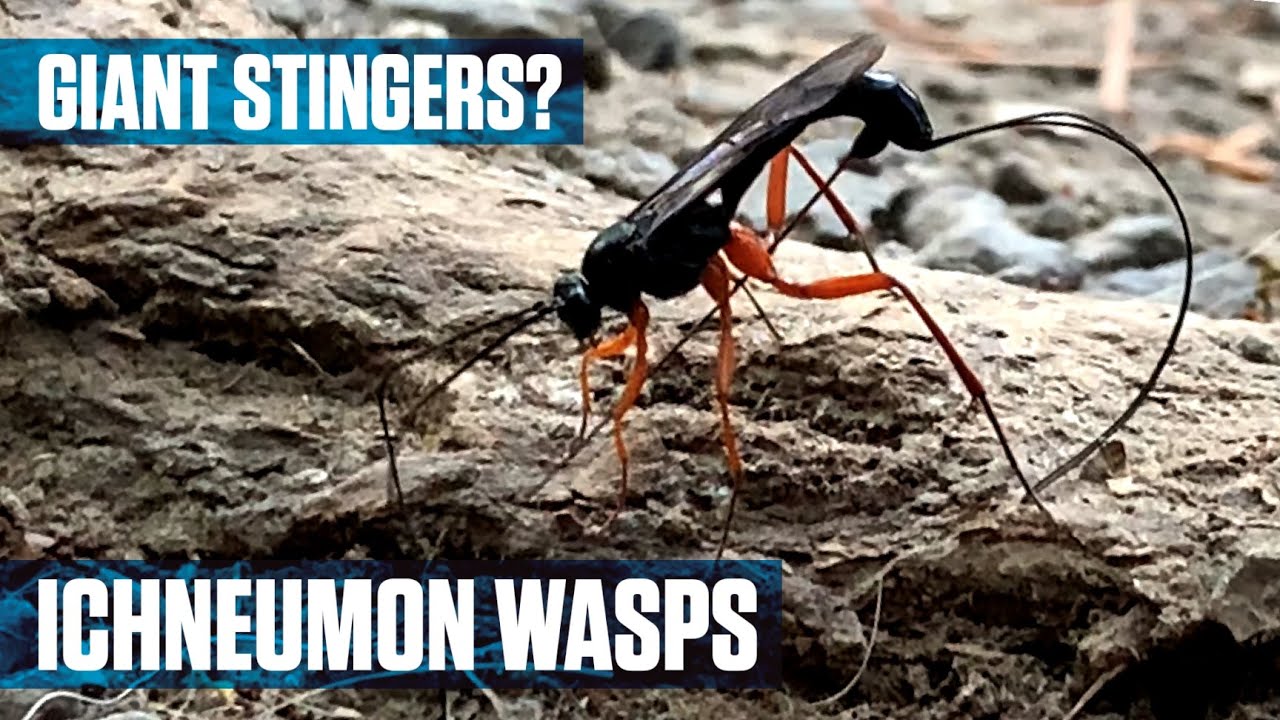 Parasitic Ichneumon Wasp