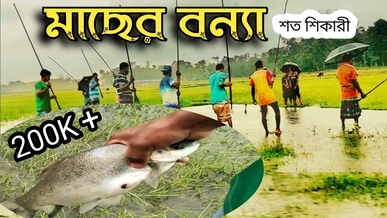 Fishing on rainy days | বৃষ্টির মধ্যে মাছ শিকার | একটি জমিনে শত কুচা😯| বিয়ানীবাজার,সিলেট