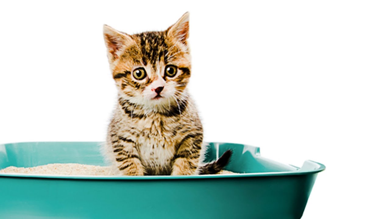 How to Litter Train a Kitten: Litter Training a Cat
