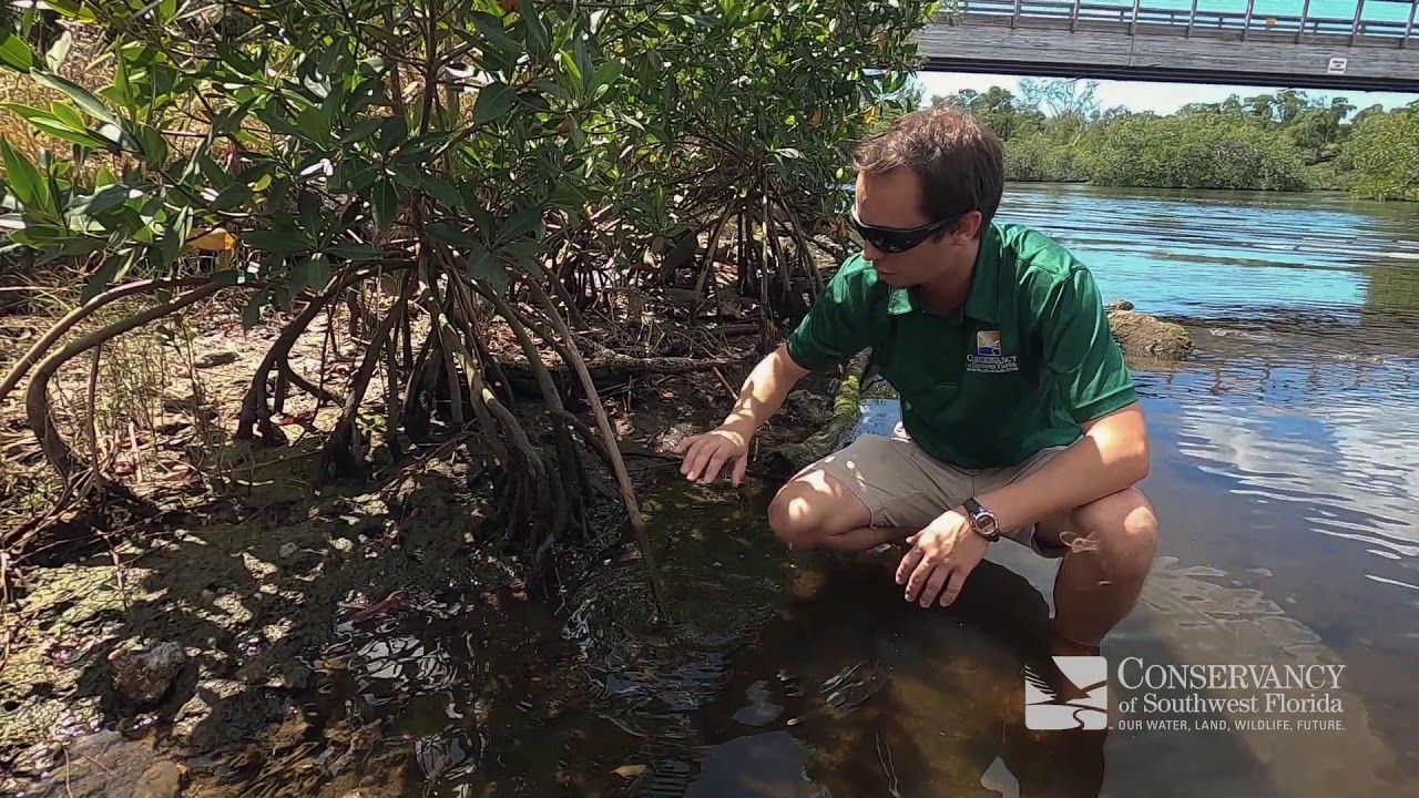 Location Exploration - Red Mangroves
