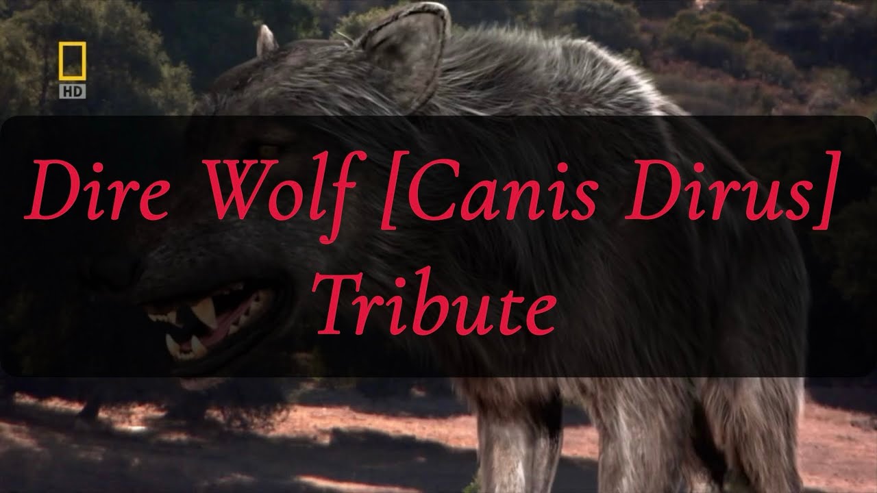The Dire Wolf [Canis Dirus] Tribute || Riot by Three Days Grace ||