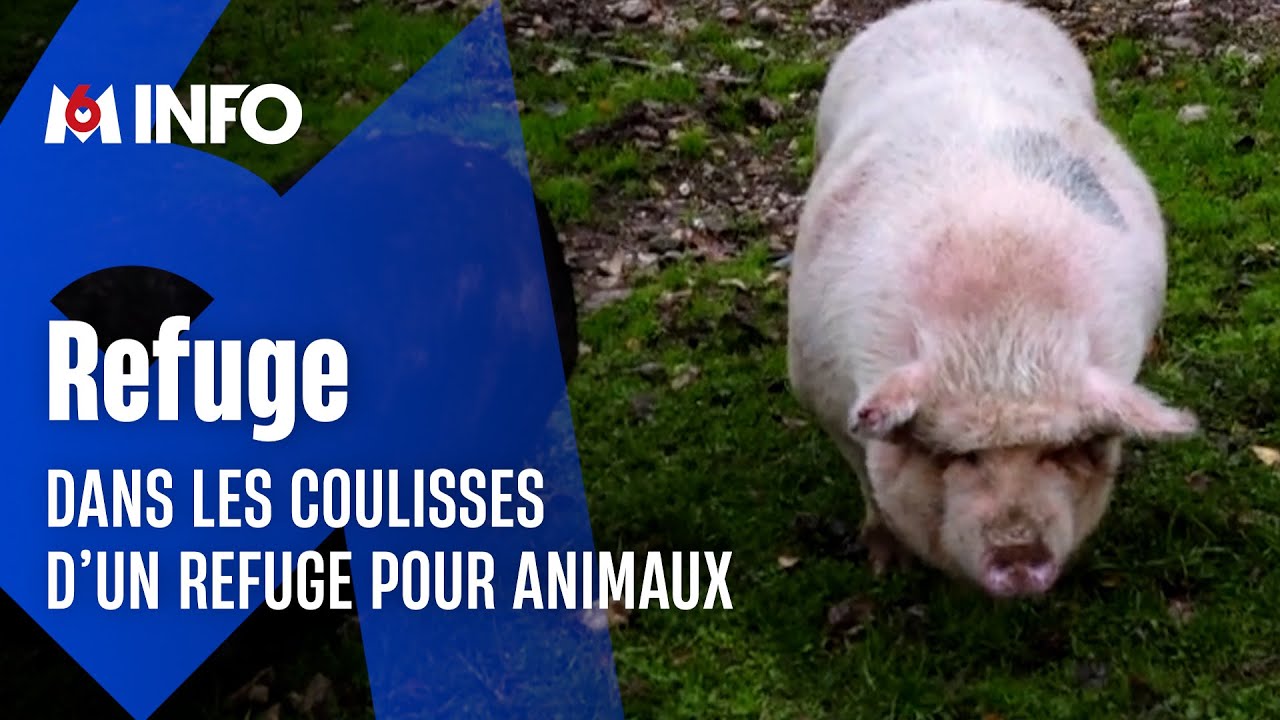 Un refuge du Loir-et-Cher s'occupe d'animaux maltraités ou abandonnés