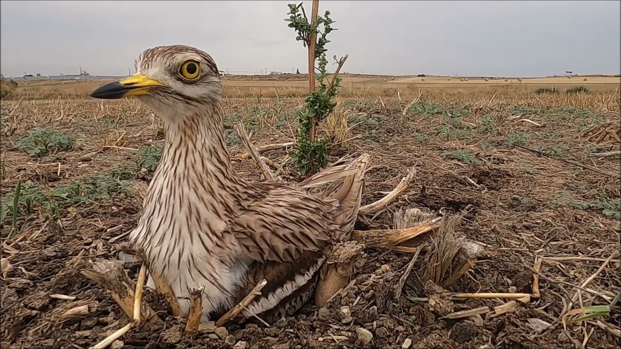Eurasian stone curlew nest, from egg to chick (Burhinus oedicnemus)