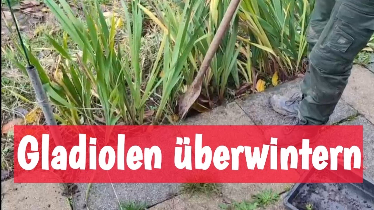 Gartentipps | Gladiolen &uuml;berwintern | einfach & effektiv 🌸❄️