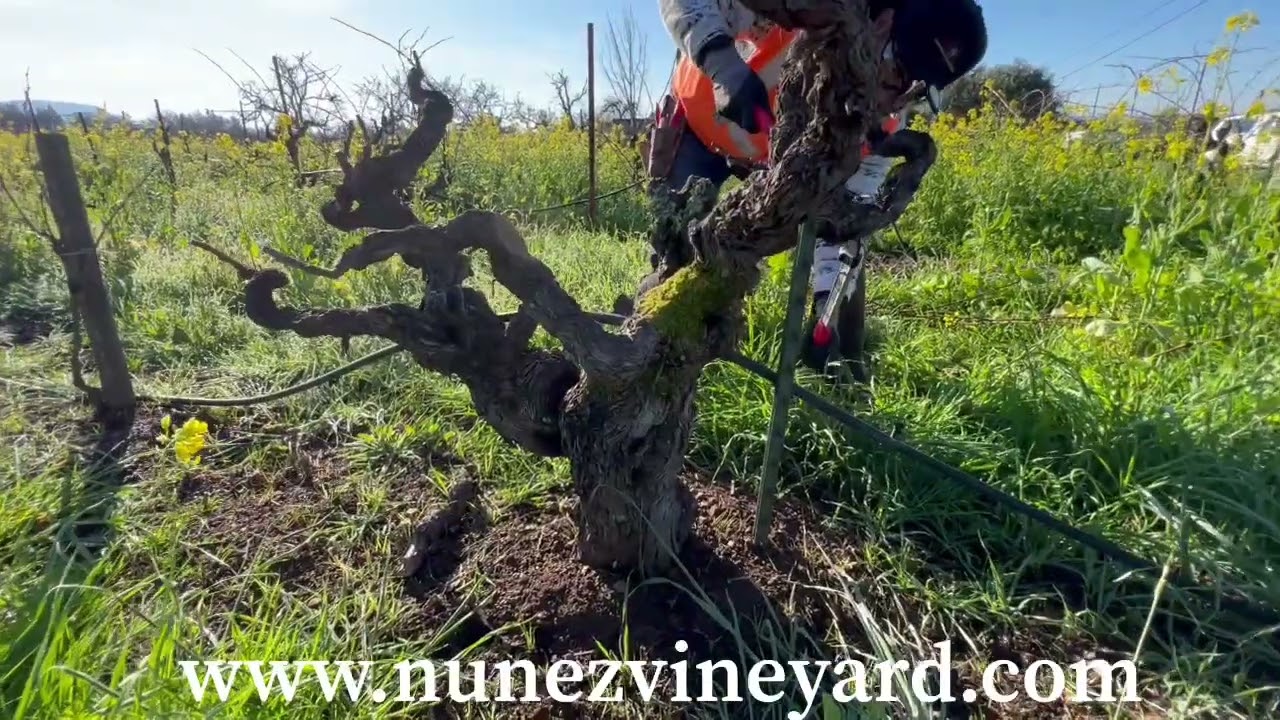 Pruning Old Vine Zinfandel