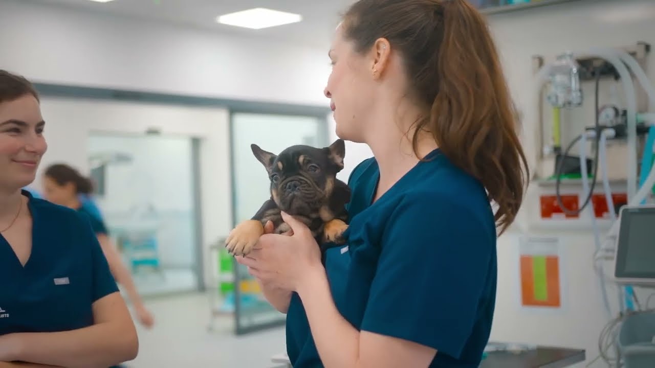 One day at Veterinary Specialists Ireland