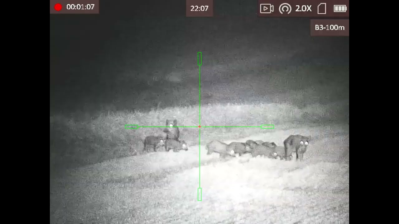 Wild boar hunting Pulsar Apex