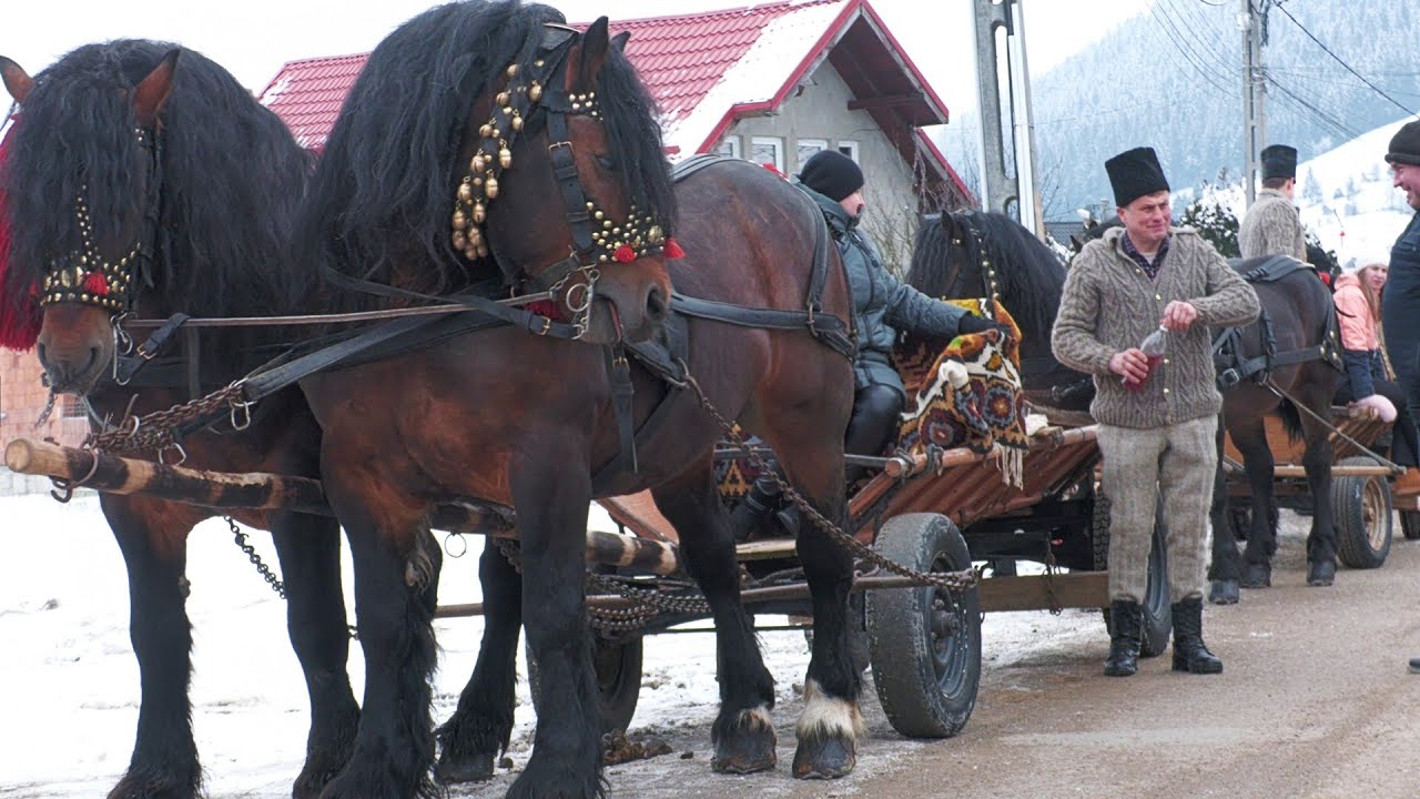 Parada cailor Câmpulung Moldovenesc - Bucovina 1 Februarie 2026 ep 1